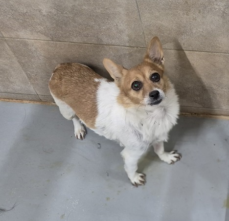 보호중 믹스견의 가…